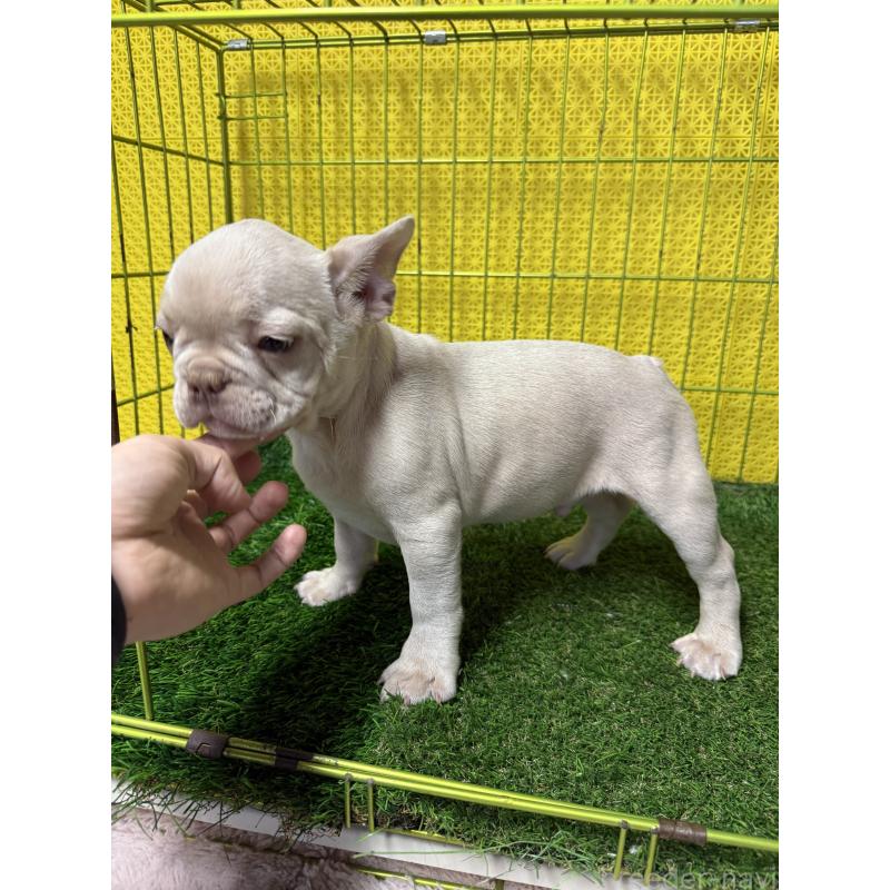 販売中の茨城県のフレンチブルドッグ-449497の5枚目