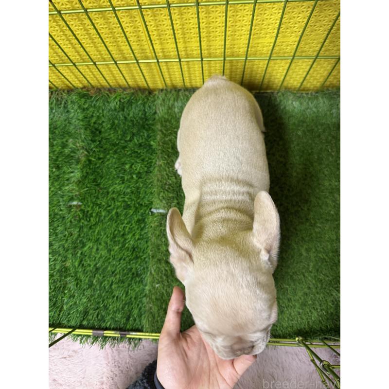 販売中の茨城県のフレンチブルドッグ-449497の4枚目