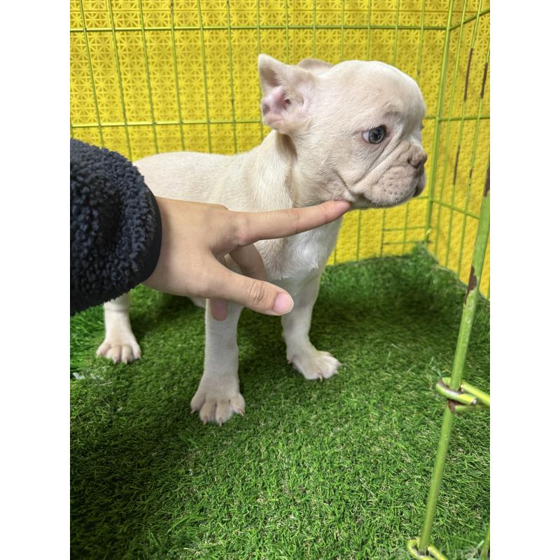 販売中の茨城県のフレンチブルドッグ-449497の3枚目
