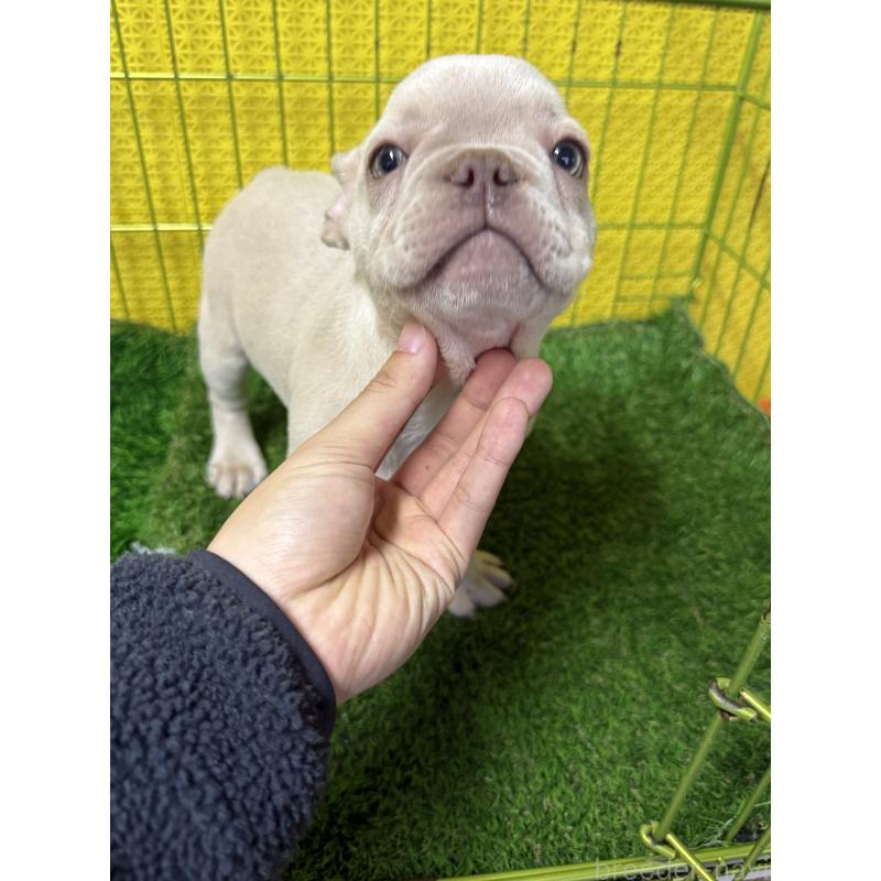 販売中の茨城県のフレンチブルドッグ-449497の2枚目
