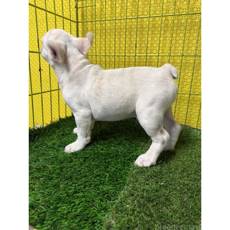 販売中の茨城県のフレンチブルドッグ-449498の5枚目