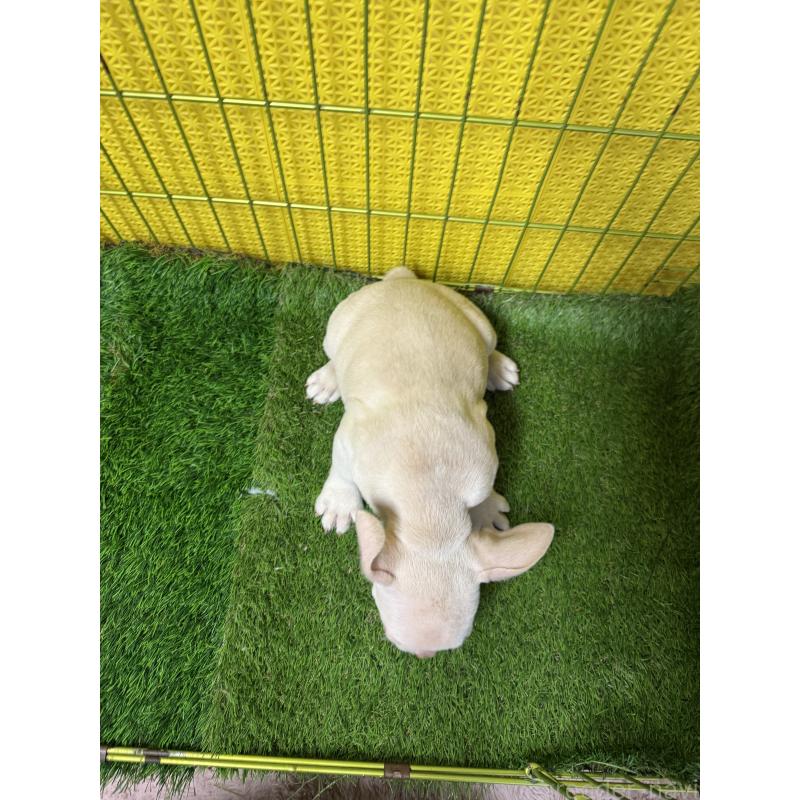 販売中の茨城県のフレンチブルドッグ-449498の4枚目