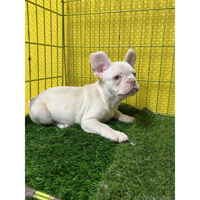 販売中の茨城県のフレンチブルドッグ-449498の3枚目
