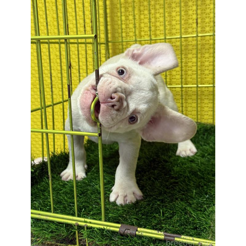 販売中の茨城県のフレンチブルドッグ-449498の2枚目