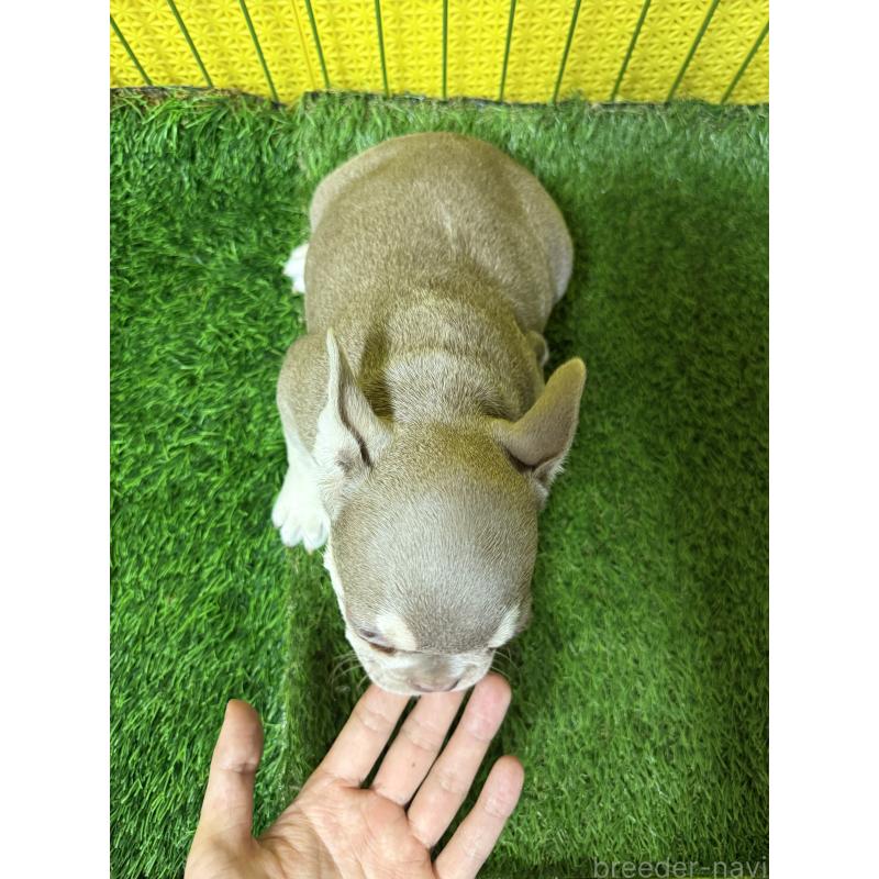 販売中の茨城県のフレンチブルドッグ-449499の5枚目