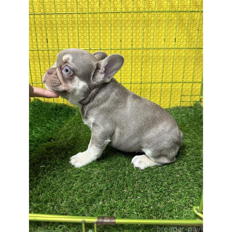 販売中の茨城県のフレンチブルドッグ-449499の4枚目