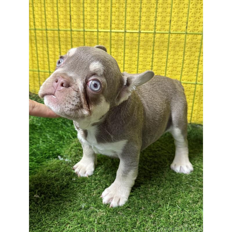 販売中の茨城県のフレンチブルドッグ-449499の3枚目