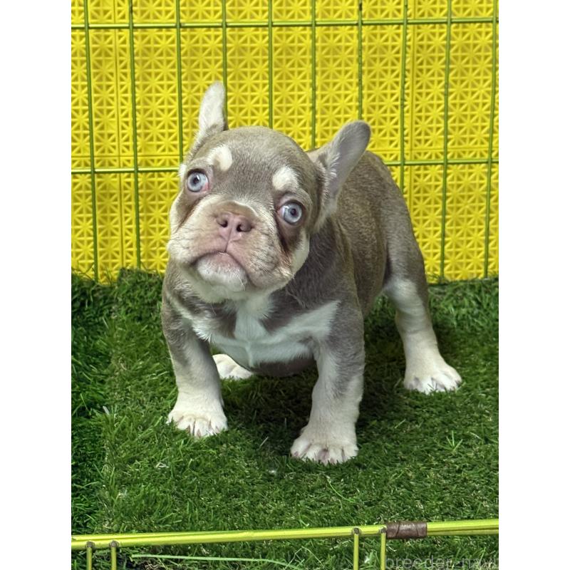 販売中の茨城県のフレンチブルドッグ-449499の2枚目