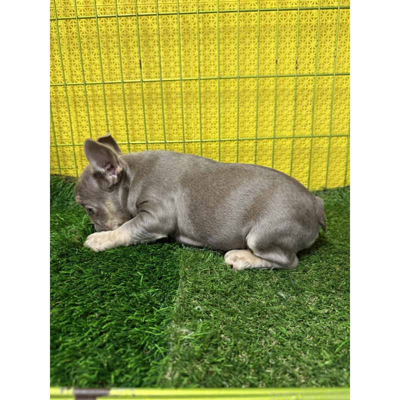 販売中の茨城県のフレンチブルドッグ-449500の5枚目