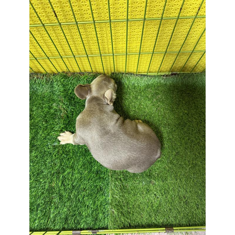 販売中の茨城県のフレンチブルドッグ-449500の4枚目