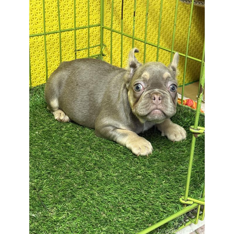 販売中の茨城県のフレンチブルドッグ-449500の2枚目