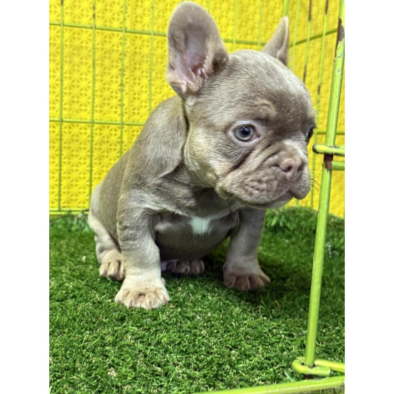販売中の茨城県のフレンチブルドッグ-449501の5枚目