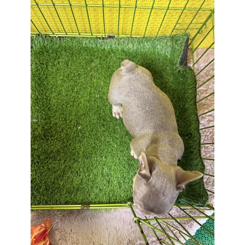 販売中の茨城県のフレンチブルドッグ-449501の3枚目