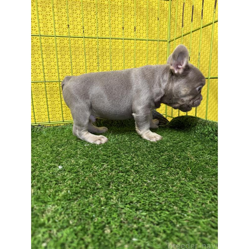 販売中の茨城県のフレンチブルドッグ-449501の2枚目