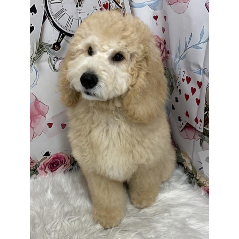 販売中の鹿児島県のミディアムプードル-435329