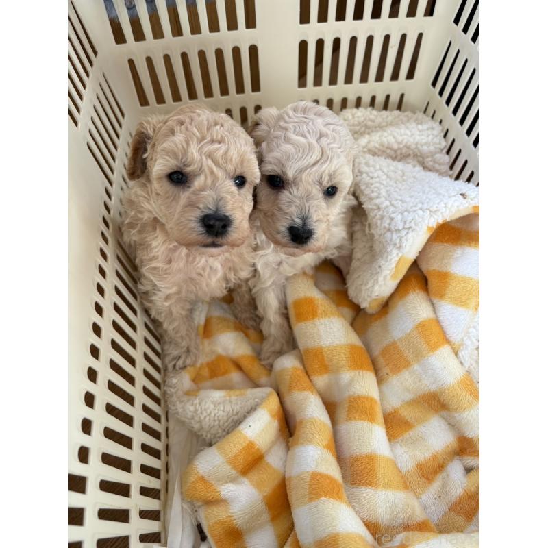 販売中の熊本県のトイプードル-449503の4枚目