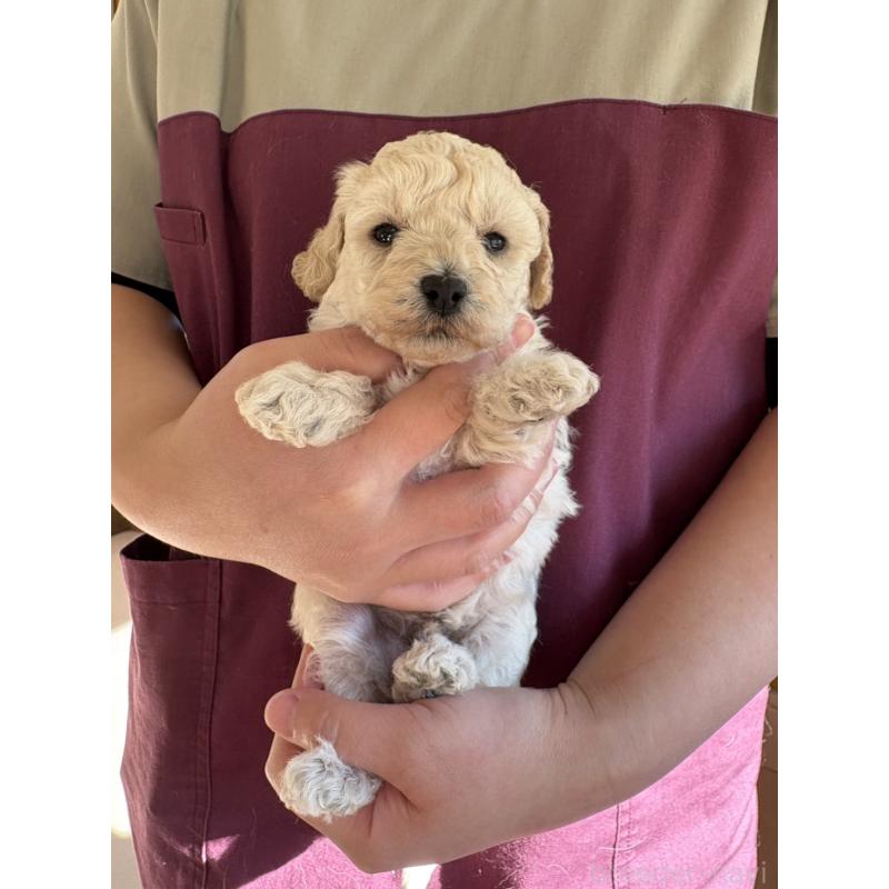 販売中の熊本県のトイプードル-449503の3枚目