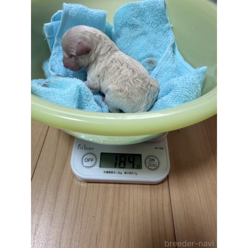 販売中の熊本県のトイプードル-449503の2枚目