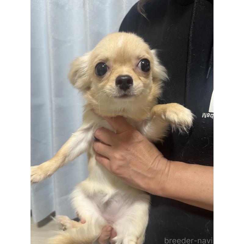 販売中の愛知県のチワワ(ロングコート)-417333の2枚目