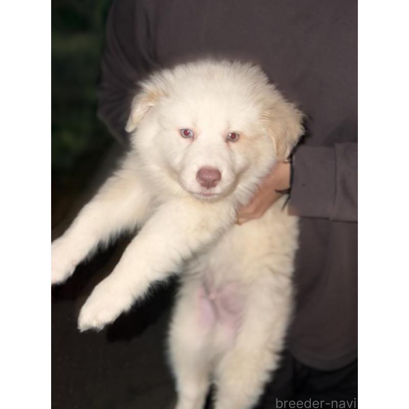 販売中の埼玉県のボーダーコリー-449507の4枚目