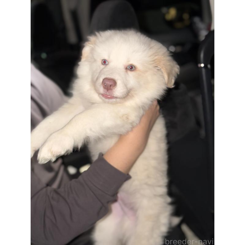 販売中の埼玉県のボーダーコリー-449507の3枚目