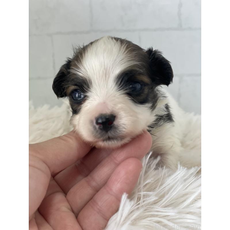 販売中の千葉県のパピヨン-449505の2枚目