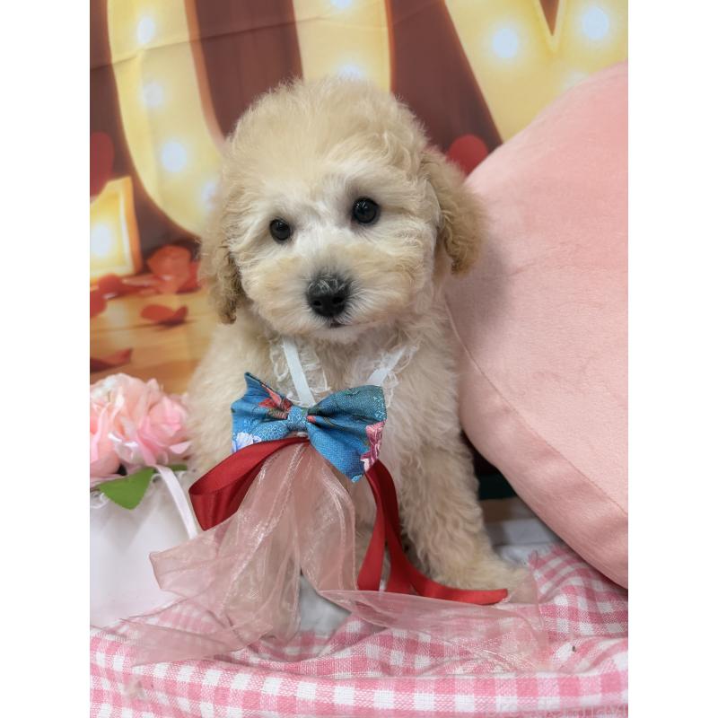 販売中の熊本県のトイプードル-449509の5枚目