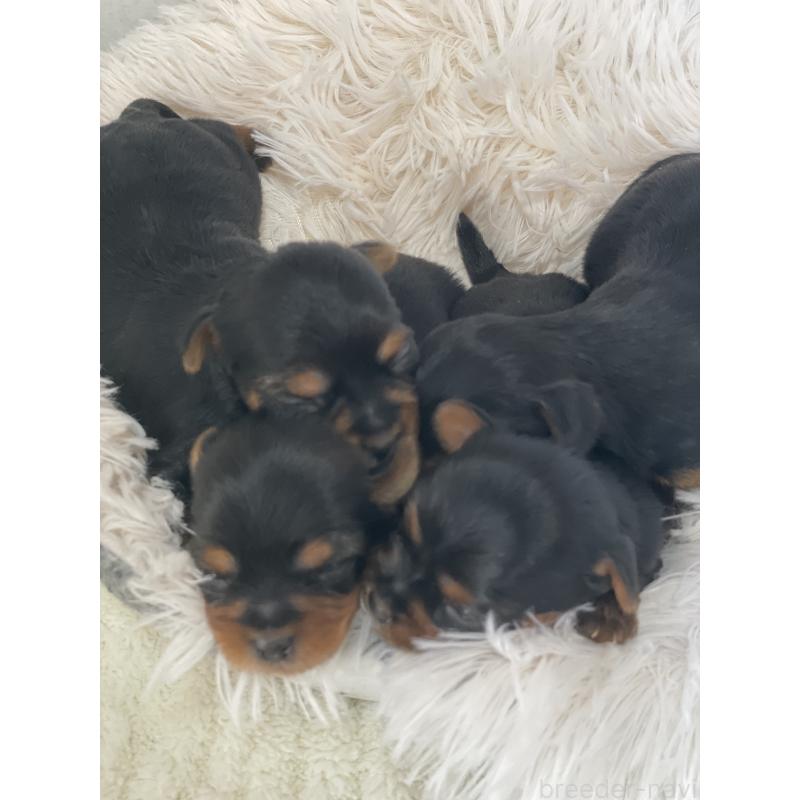 販売中の千葉県のヨークシャーテリア-449511の3枚目