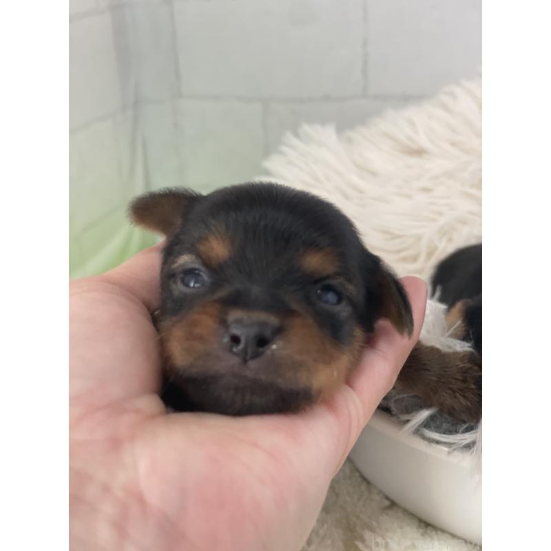 販売中の千葉県のヨークシャーテリア-449511の2枚目