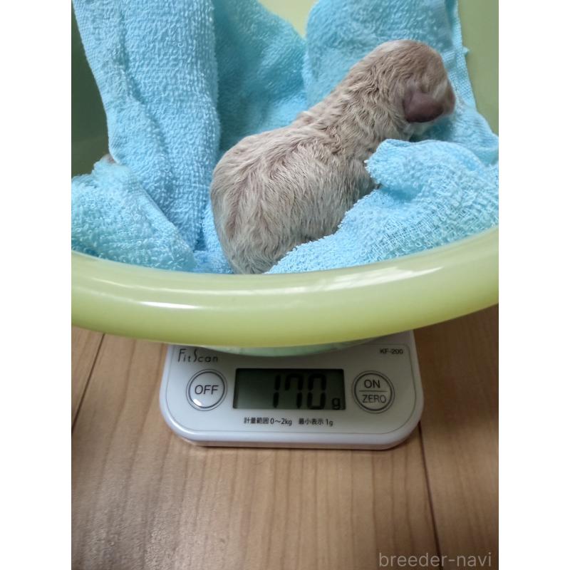 販売中の熊本県のトイプードル-449509の2枚目