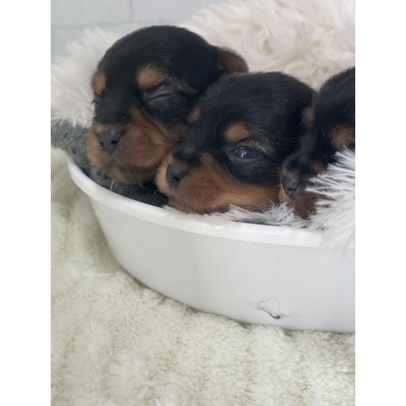 販売中の千葉県のヨークシャーテリア-449512の3枚目