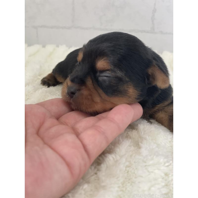 販売中の千葉県のヨークシャーテリア-449512の2枚目