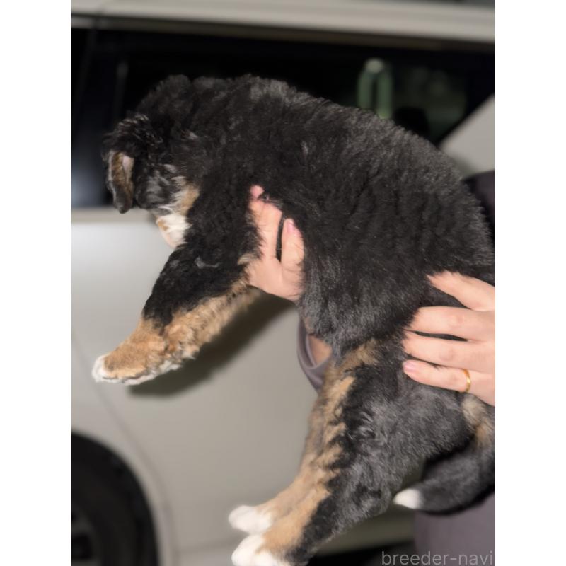 販売中の埼玉県のバーニーズマウンテンドッグ-449513の5枚目