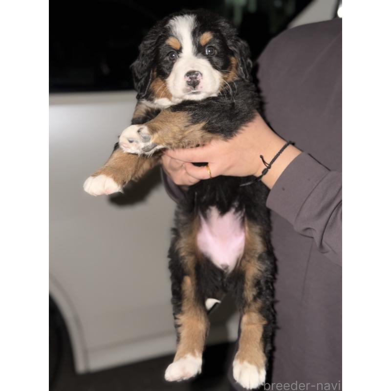 販売中の埼玉県のバーニーズマウンテンドッグ-449513の4枚目