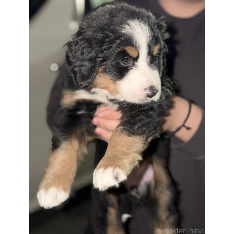 販売中の埼玉県のバーニーズマウンテンドッグ-449513の3枚目