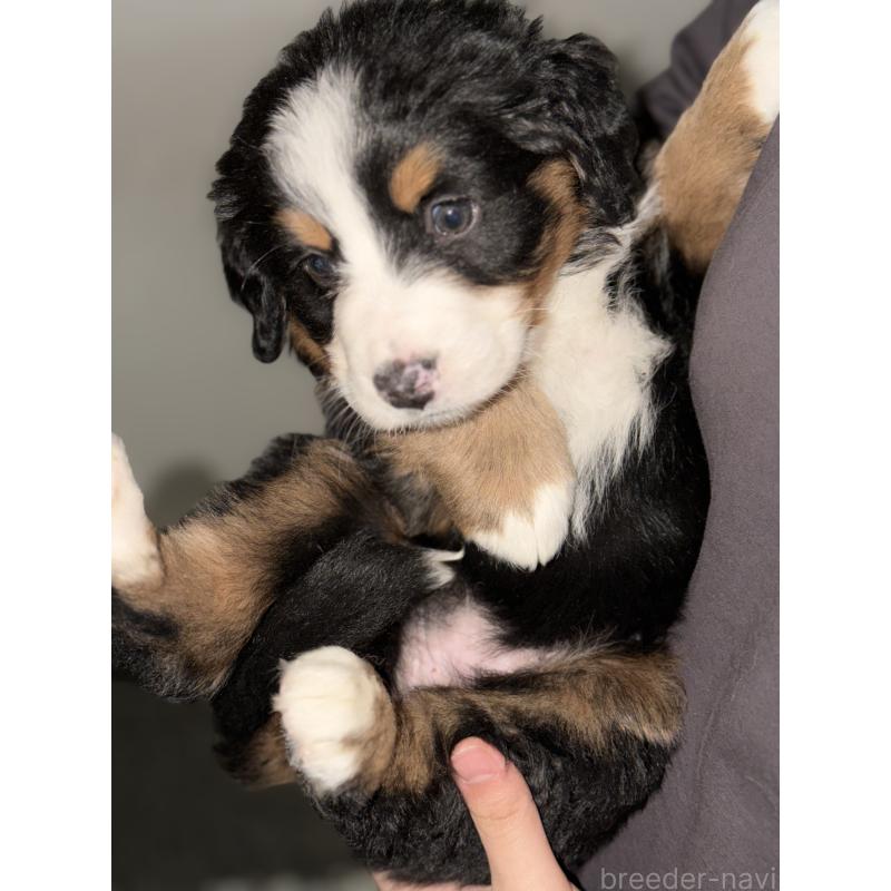 販売中の埼玉県のバーニーズマウンテンドッグ-449513の2枚目