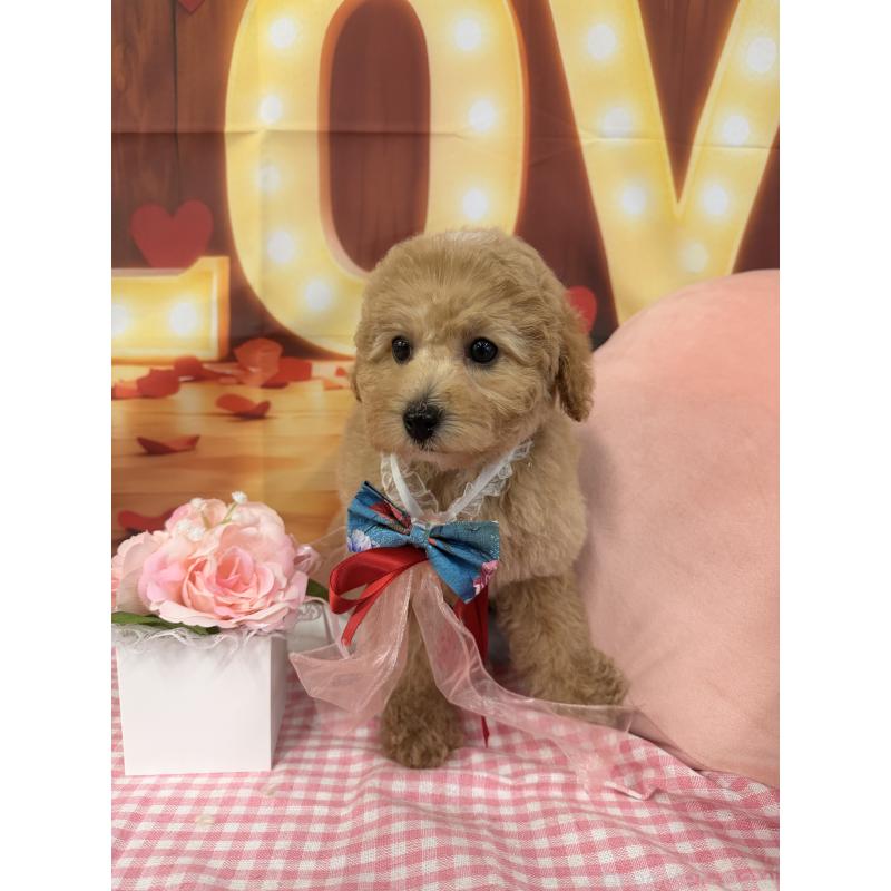 販売中の熊本県のトイプードル-449515の5枚目