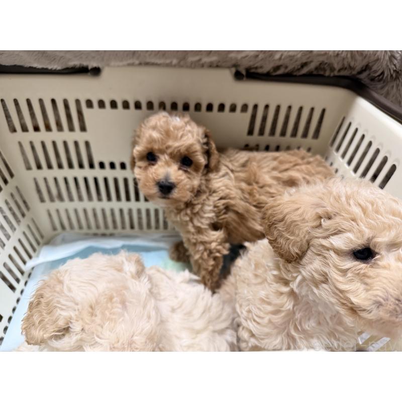 販売中の熊本県のトイプードル-449515の3枚目