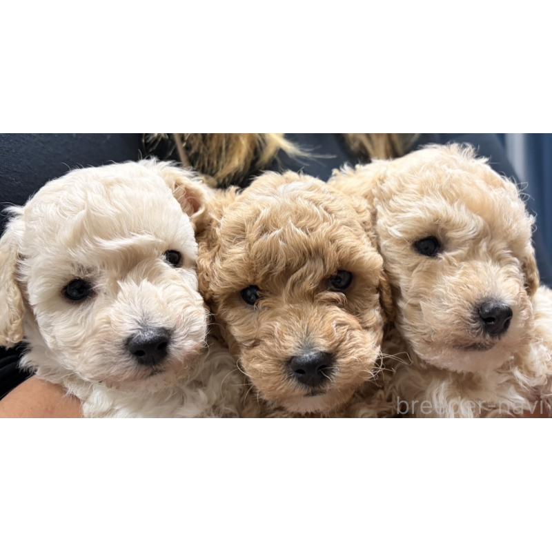 販売中の熊本県のトイプードル-449515の2枚目