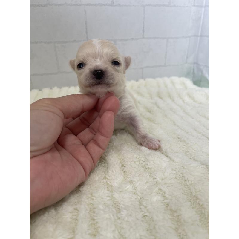 販売中の千葉県のチワワ(ロングコート)-449517の3枚目