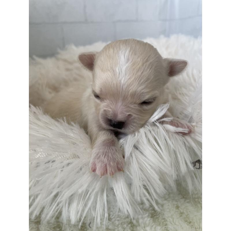 販売中の千葉県のチワワ(ロングコート)-449517の2枚目