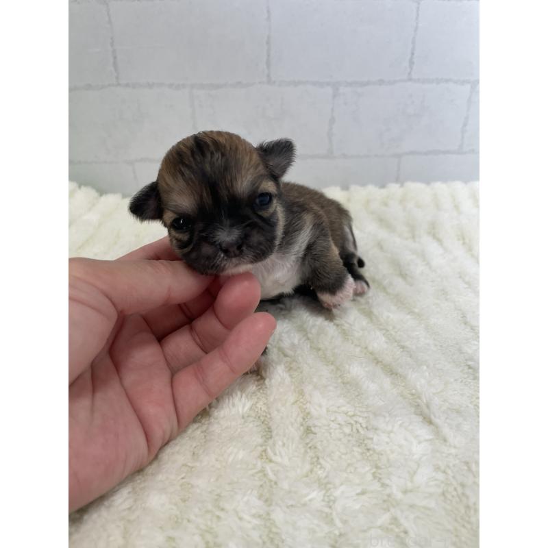 販売中の千葉県のチワワ(ロングコート)-449516の3枚目