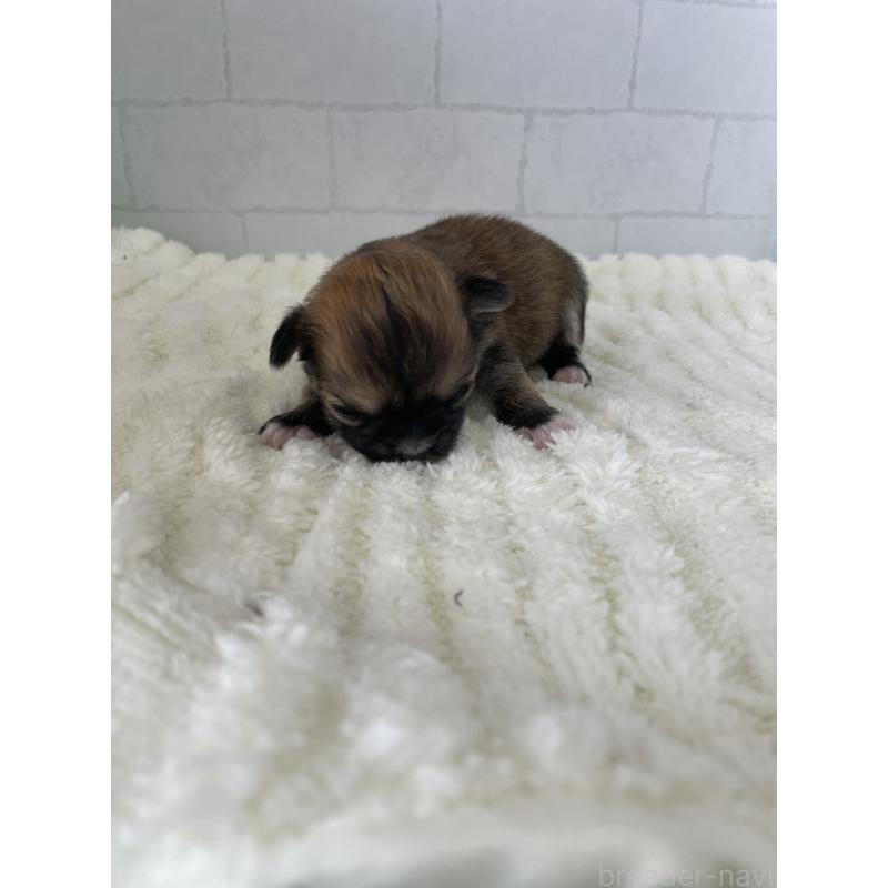 販売中の千葉県のチワワ(ロングコート)-449516の2枚目