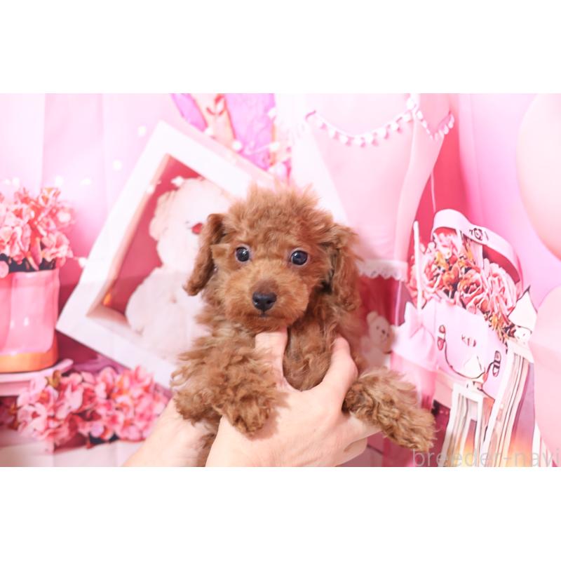 販売中の大阪府のティーカッププードル-449342の3枚目