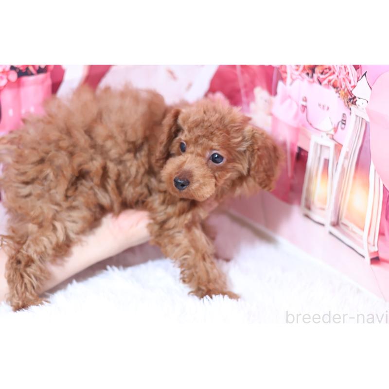 販売中の大阪府のティーカッププードル-449342の2枚目