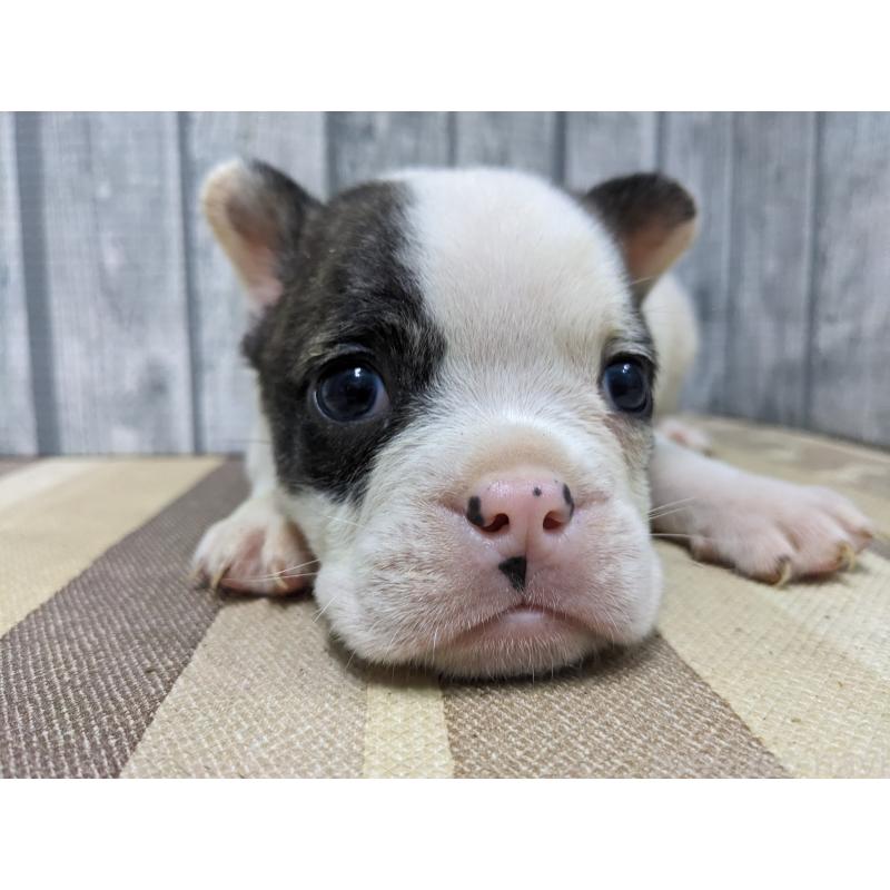 販売中の埼玉県のミックス犬-449343の6枚目