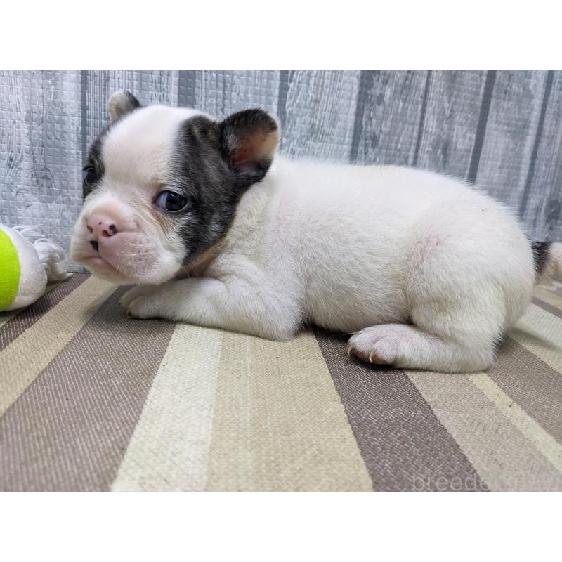 販売中の埼玉県のミックス犬-449343の5枚目