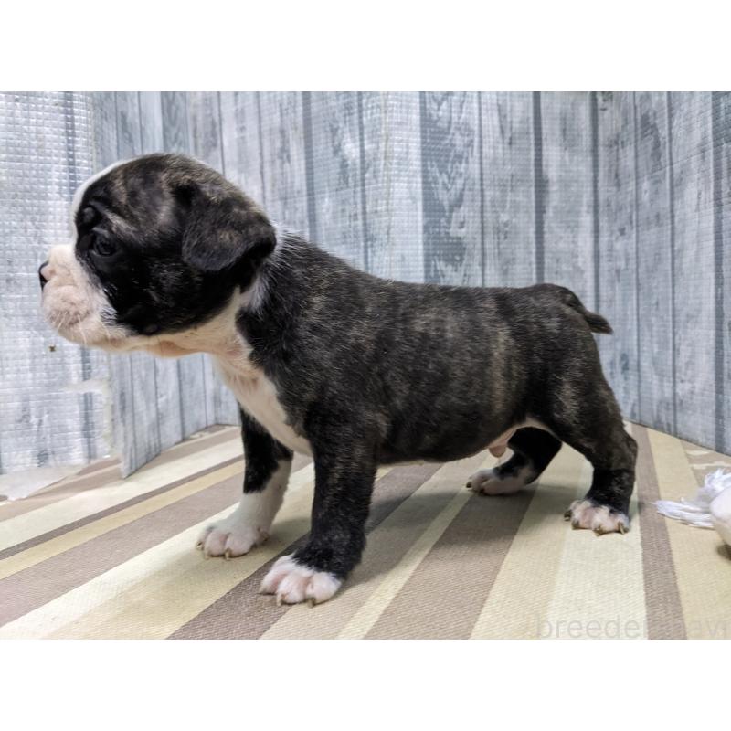 販売中の埼玉県のミックス犬-449344の6枚目