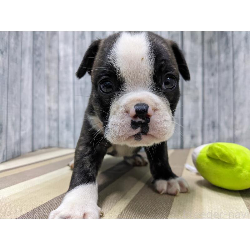 販売中の埼玉県のミックス犬-449344の4枚目