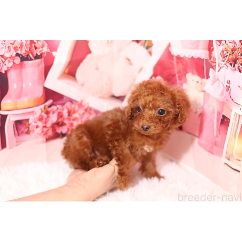 販売中の大阪府のティーカッププードル-449345の3枚目